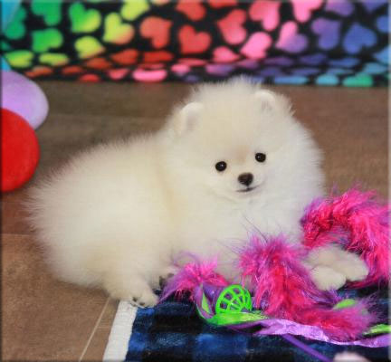 when should you neuter a pomeranian puppy